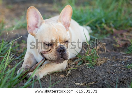 Cute Baby French Bulldog Playing Local Stock Photo Edit Now