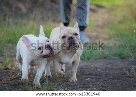 Cute Baby French Bulldog Playing Local Stock Photo Edit Now