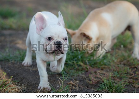 Cute Baby French Bulldog Playing Local Stock Photo Edit Now