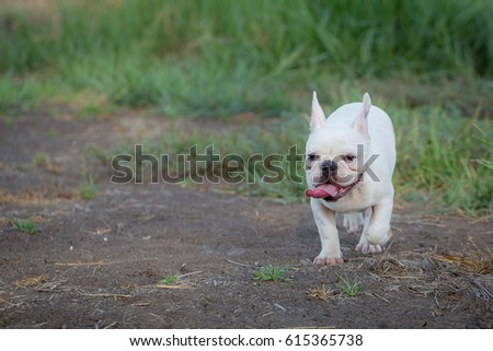 Cute Baby French Bulldog Playing Local Stock Photo Edit Now