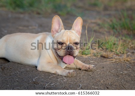 Cute Baby French Bulldog Playing Local Stock Photo Edit Now