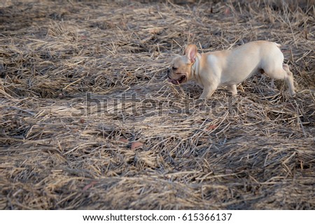 Cute Baby French Bulldog Playing Local Stock Photo Edit Now