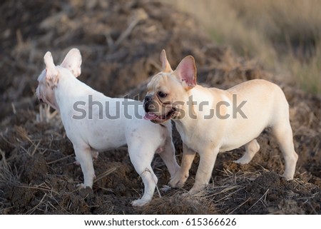 Cute Baby French Bulldog Playing Local Stock Photo Edit Now