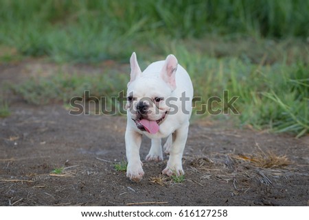 Cute Baby French Bulldog Playing Local Stock Photo Edit Now