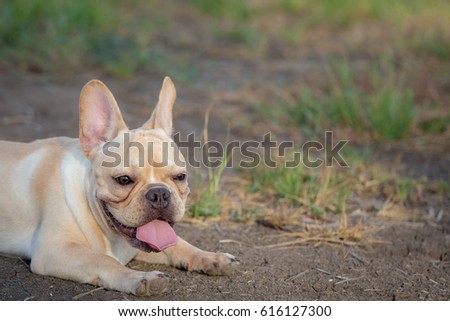 Cute Baby French Bulldog Playing Local Stock Photo Edit Now