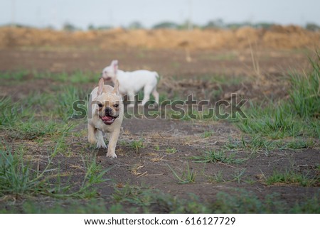 Cute Baby French Bulldog Playing Local Stock Photo Edit Now