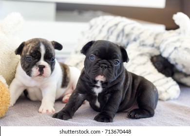 baby french bulldog puppies