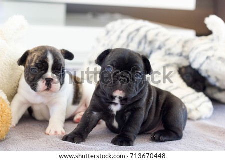 Cute Baby French Bulldog Puppies Sitting Stock Photo Edit Now