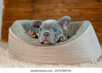 Cute baby French bulldog puppy lies in an animal bed on a wooden background - Powered by Shutterstock