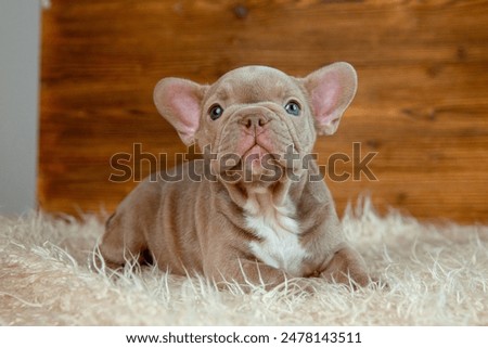 Similar – Portrait of a very young French Bulldog