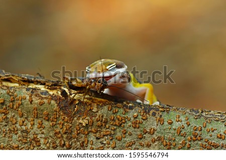 Similar – Close-up of a yellow caterpillar