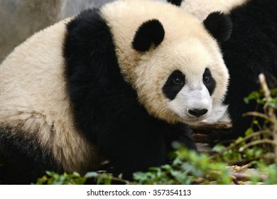 Cute Baby Giant Panda Bear Playing 