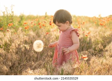 Cute Baby Girl In Red Dress Holding Large Dandelion On Field Of Poppies At Summer Sunset