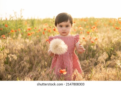 Cute Baby Girl In Red Dress Holding Large Dandelion On Field Of Poppies At Summer Sunset