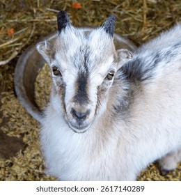 Cute baby goat close-up on a farm. - Powered by Shutterstock - Get 15% off with code: PIKWIZARD15