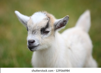Cute Baby Goat Cub On Lawn