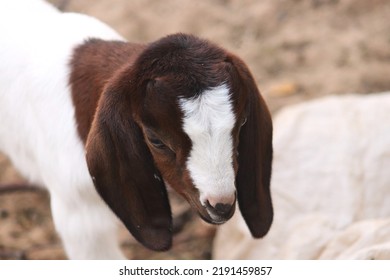 Cute Baby Goat Face In Focus, Captured In The Farm.