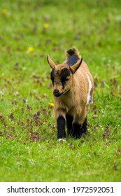 Cute Baby Goat Running Towards The Camera In Green Meadow In Somerset England