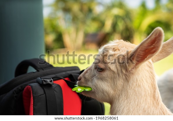 House Meeting Today - Page 3 Cute-baby-goat-trying-eat-600w-1968258061