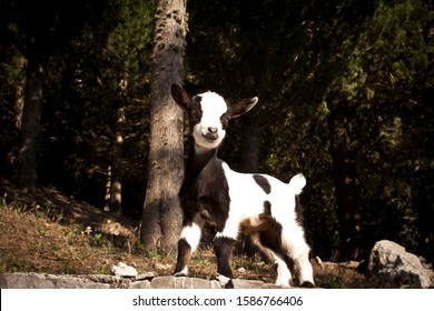 Cute baby goat in the wild