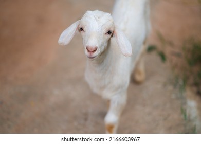 So Cute Baby Goat,Lovely White Baby Goat.