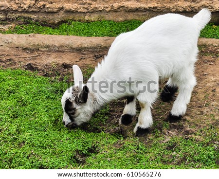 Cute Baby Goats Goat Member Family Stock Photo Edit Now 610565276