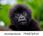 Cute baby gorilla  in the Rwanda forest