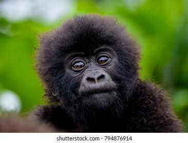 Cute Baby Gorilla  In The Rwanda Forest