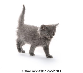 Cute Baby Gray Kitten Standing Isolated Stock Photo 701004484 ...