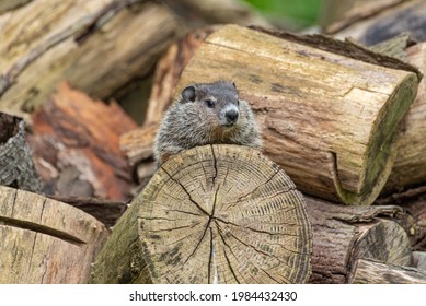 Cute baby groundhog sitting in woodpile