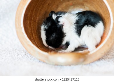 Cute Baby Guinea Pig Stock Photo Edit Now 1225427113 Shutterstock