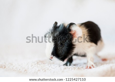 Cute Baby Guinea Pig Stock Photo Edit Now 1225427110 Shutterstock