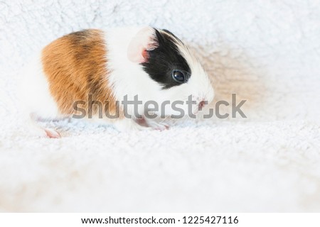 Cute Baby Guinea Pig Stock Photo Edit Now 1225427116 Shutterstock