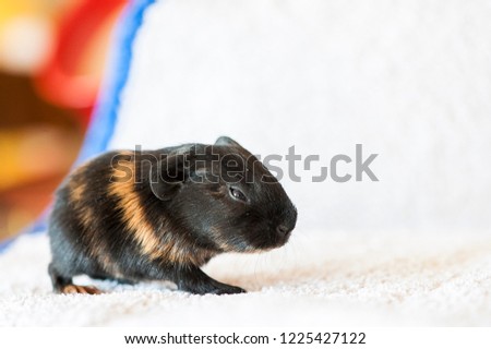 Cute Baby Guinea Pig Stock Photo Edit Now 1225427122 Shutterstock