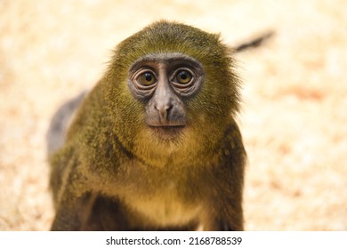 Cute Baby Hamlyn's Monkey Looking In The Camera With Big Eyes