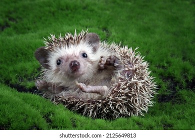 Cute baby hedgehog closeup on moss, Baby hedgehog playing on moss, Baby hedgehog closeup 