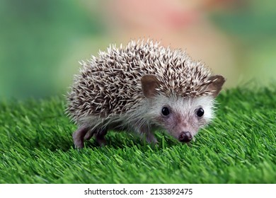 Cute baby hedgehog closeup on grass, Baby hedgehog playing on grass, Baby hedgehog closeup  - Shutterstock ID 2133892475
