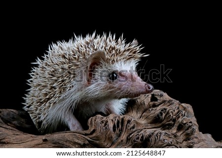 Cute baby hedgehog closeup on wood with black background, Baby hedgehog closeup on wood, Baby hedgehog closeup