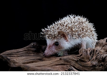 Cute baby hedgehog closeup on wood with black background, Baby hedgehog closeup on wood, Baby hedgehog closeup