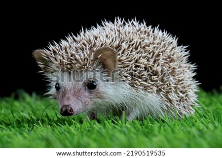 Cute baby hedgehog closeup on grass with black background, Baby hedgehog playing on grass, Baby hedgehog closeup 
