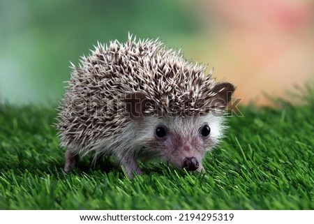 Cute baby hedgehog closeup on grass, Baby hedgehog playing on grass, Baby hedgehog closeup 