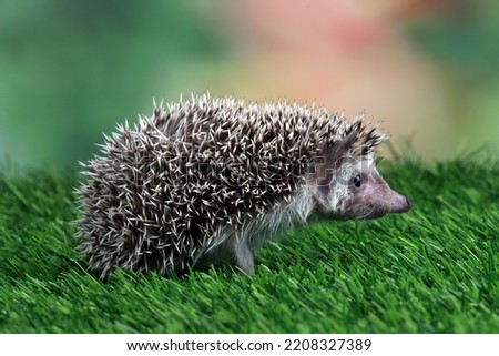 Cute baby hedgehog closeup on grass with isolated background, Baby hedgehog playing on grass, Baby hedgehog closeup 
