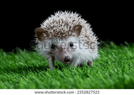 Cute baby hedgehog closeup on grass with isolated background, Baby hedgehog playing on grass, Baby hedgehog closeup 