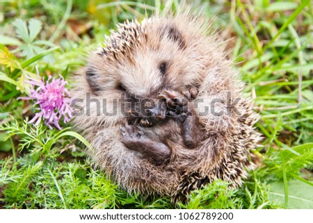 Cute Baby Hedgehog On Nature Green Stock Photo Edit Now 1062789200