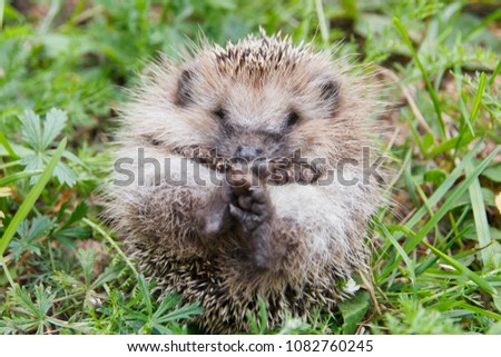 Cute Baby Hedgehog On Nature Green Stock Photo Edit Now 1082760245