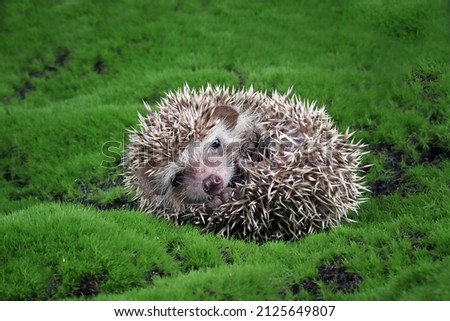 Cute baby hedgehog sleeping on moss, Baby hedgehog sleeping on moss, Baby hedgehog closeup