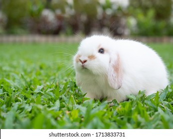 Cute baby holland lop white and brown rabbit sitting on the green grass. Lovely action of baby rabbit.