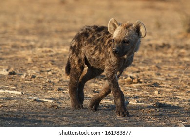 Cute Baby Hyena