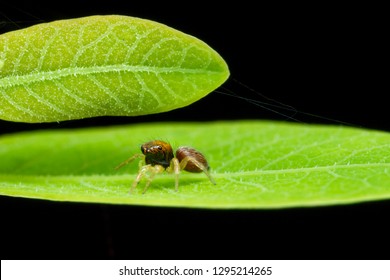 Beautiful Colourful Small Jumping Spider On Stock Photo Edit Now