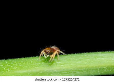 Beautiful Colourful Small Jumping Spider On Stock Photo Edit Now